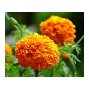 Buy Lutein CAS 127-40-2 Calendula Extract From China Factory At Best Price suppliers