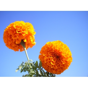 Marigold oleoresin suppliers