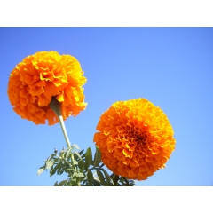 Marigold oleoresin suppliers