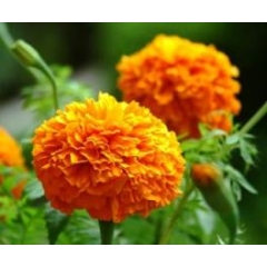 Buy Lutein CAS 127-40-2 Calendula Extract From China Factory At Best Price suppliers