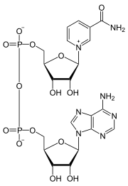 CAS 53-84-9 Nicotinamide adenine dinucleotide (NAD)